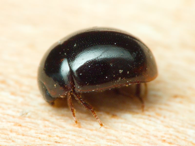 Anisotoma orbicularis (Herbst, 1791)